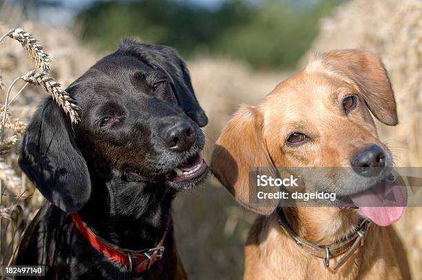 Dog Days Of Summer — стоковые фотографии и другие картинки Кукуруза - урожай - Кукуруза - урожай, Поле, Собака