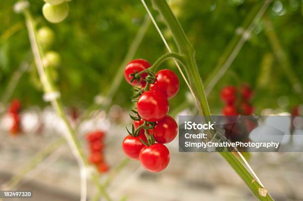 Tomate Cherry Truss Foto de stock y más banco de imágenes de Tomate - Tomate, Agricultura, Alimento