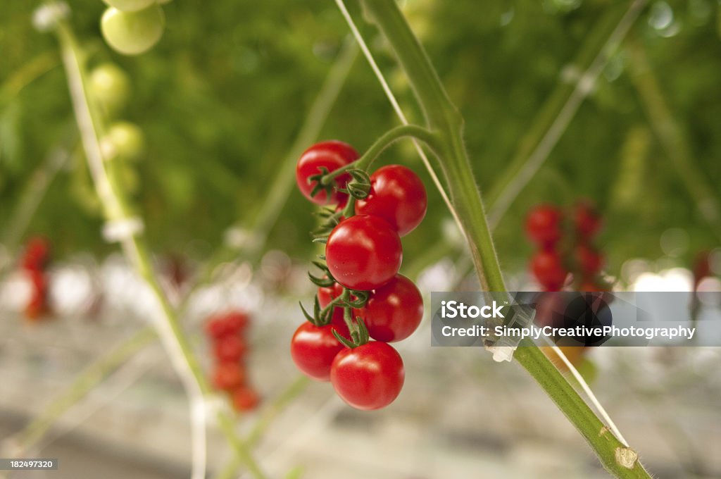 Pomodoro ciliegino travi reticolari - Foto stock royalty-free di Pomodoro