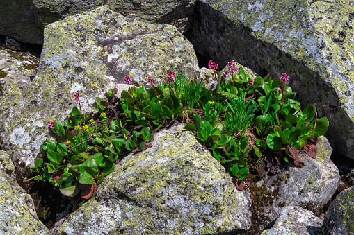 Badan on the rocks. Badan flowers. Bergenia crassifolia grows from a stone. The will to live concept. Siberia region.