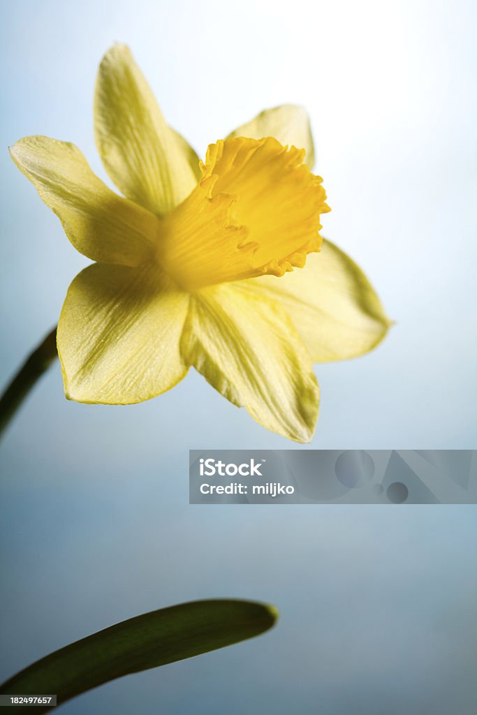 Bela amarelo Narciso - Royalty-free Amarelo Foto de stock