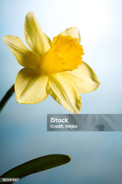 Bela Amarelo Narciso - Fotografias de stock e mais imagens de Amarelo - Amarelo, Azul, Beleza