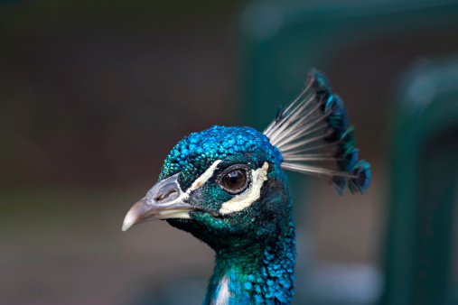 Head of a Male Peacock