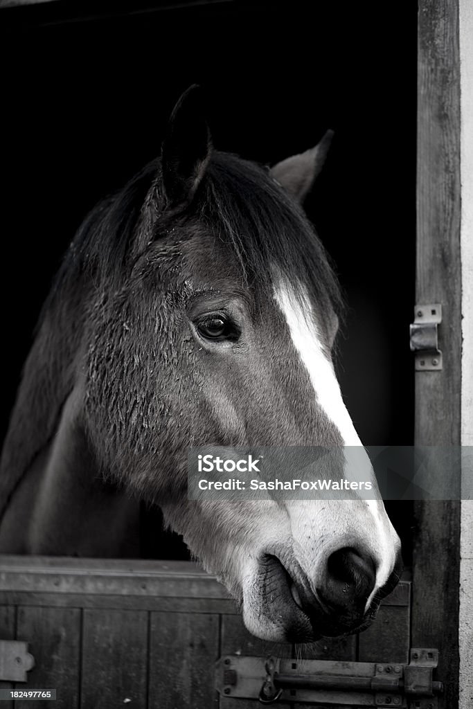 horse - black and white black and white image of horse in stableMore like this: Animal Stock Photo