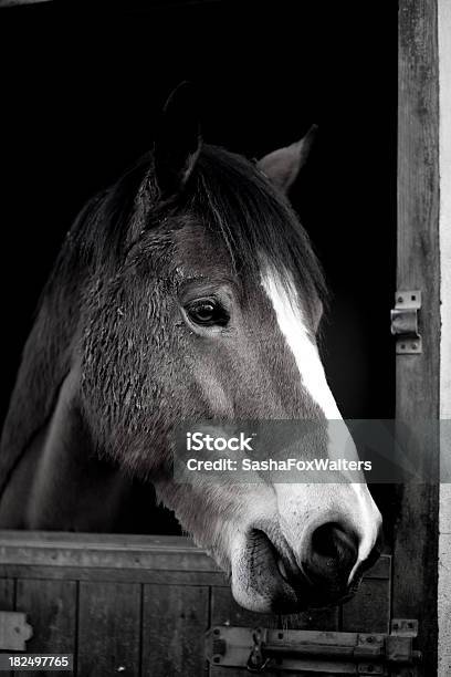 Horse Black And White Stock Photo - Download Image Now - Animal, Black And White, Domestic Animals