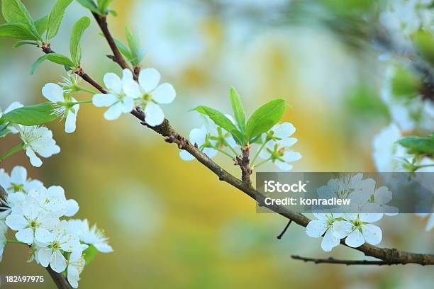 Foto de Florescendo Árvore e mais fotos de stock de Ameixa - Fruta - Ameixa - Fruta, Ameixeira, Beleza