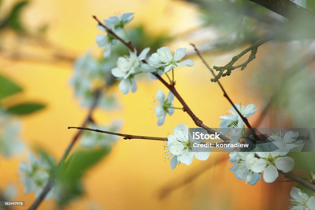 Árbol de flor abriéndose - Foto de stock de Aire libre libre de derechos