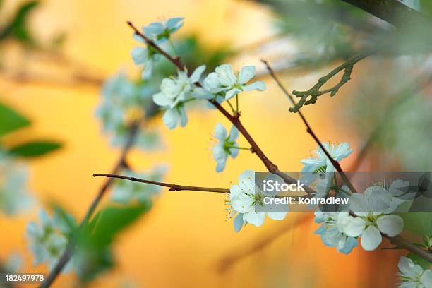 Árbol De Flor Abriéndose Foto de stock y más banco de imágenes de Aire libre - Aire libre, Belleza, Blanco - Color