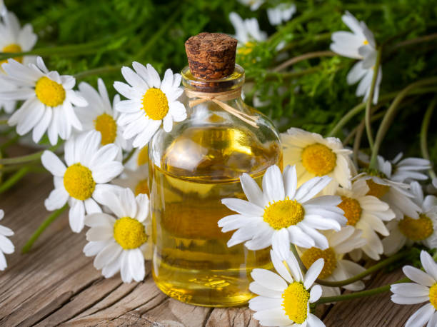 istock White daisy oil on the wooden background 1824980096