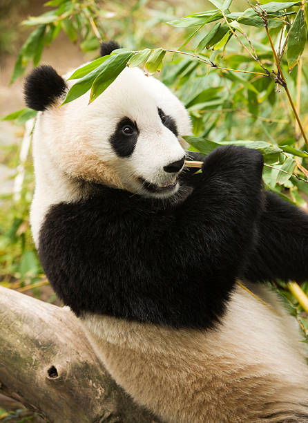 istock Giant panda resting in tree eating bamboo. 182498107