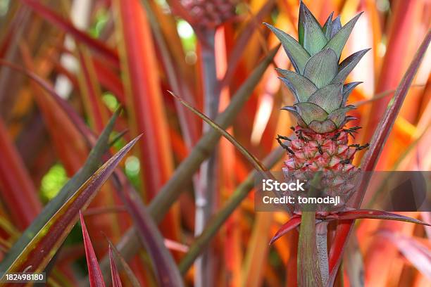 Czerwony Mały Ananas - zdjęcia stockowe i więcej obrazów Hawaje - Hawaje, Ananas, Botanika