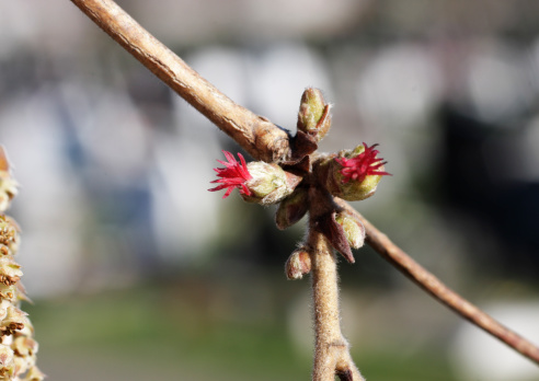 The female flowers of hazel trees ((Corylus) species)  are grouped in little egg-shaped, bud-like tufts. The crimson sticks that look like candy peel are the stigmas, which form a tassel at the top. The flower itself is a two-chambered ovary, surrounded by a velvety cup-like bracteole. The bracteole grows into the large leafy husk or cupule of the nut. This particular tree is a Turkish hazel. Taken at high magnification.