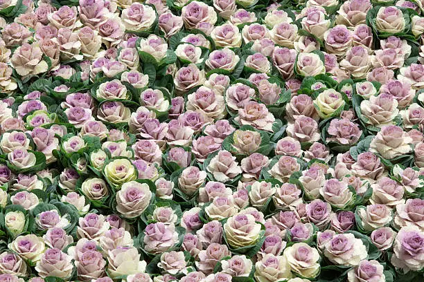 bunch of pink and white colored peonies seen from above