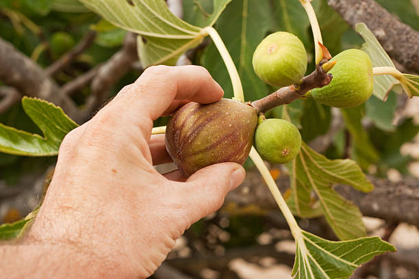 Picking Figs stock photo