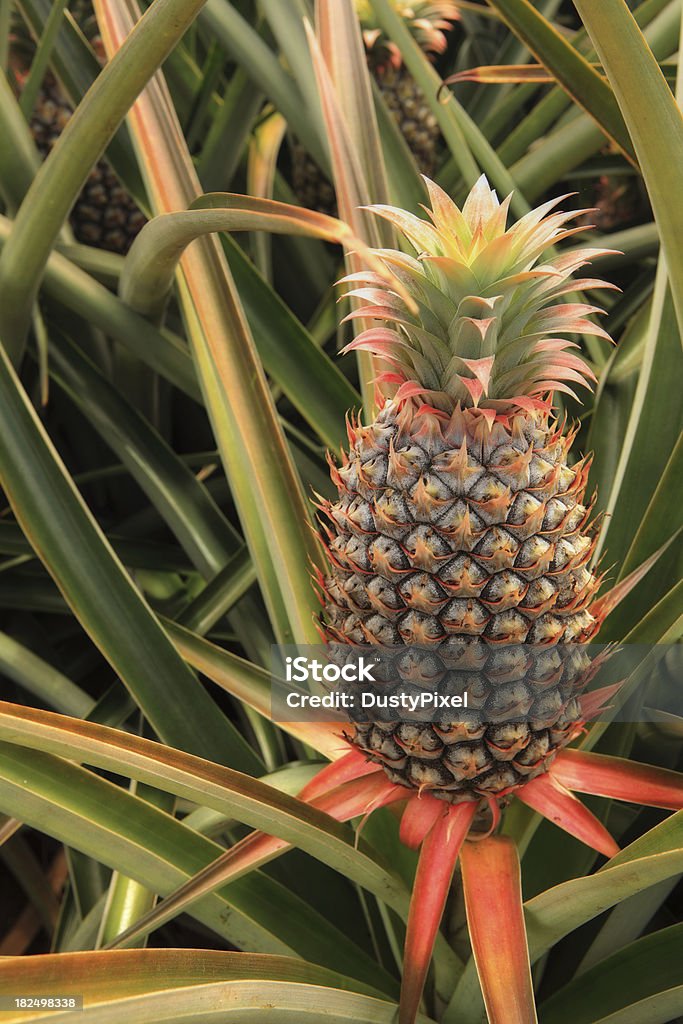 Ananas frais de la ferme - Photo de Agriculture libre de droits