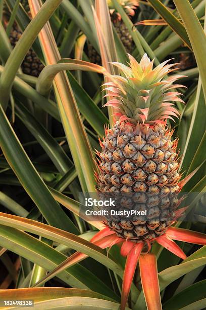 Gospodarstwo Świeży Ananasa - zdjęcia stockowe i więcej obrazów Ananas - Ananas, Bez ludzi, Fotografika