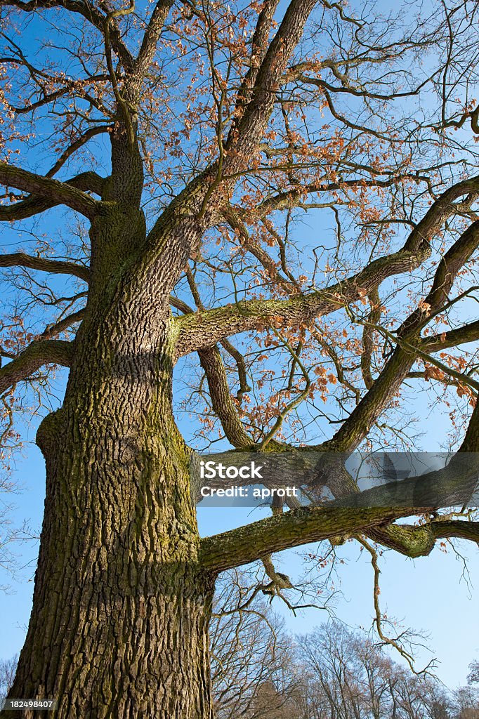 Vieux chêne sans feuillage en hiver - Photo de Arbre libre de droits