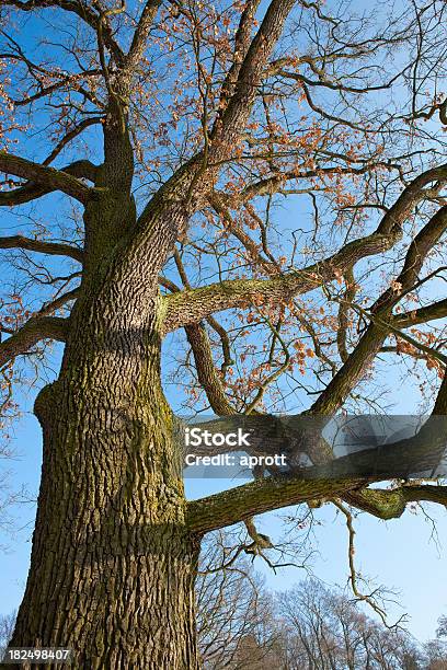 Photo libre de droit de Vieux Chêne Sans Feuillage En Hiver banque d'images et plus d'images libres de droit de Arbre - Arbre, Bleu, Branche - Partie d'une plante