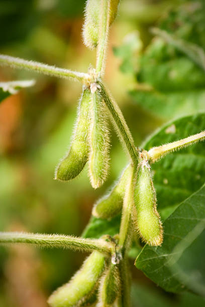 istock Soybeans In The Sun 182498588