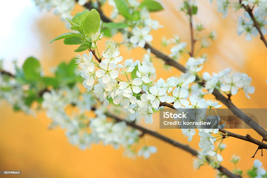 Blooming tree Scroll down for MORE :)  / Beauty Stock Photo