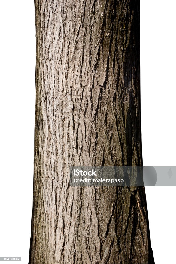 나무줄기 - 로열티 프리 나무줄기 스톡 사진