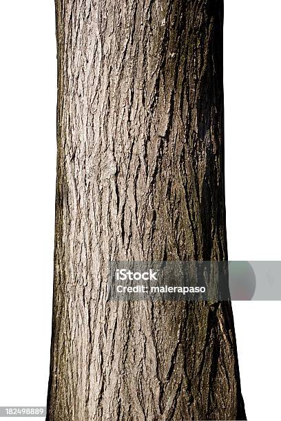 나무줄기 나무줄기에 대한 스톡 사진 및 기타 이미지 - 나무줄기, 나무, 질감 효과