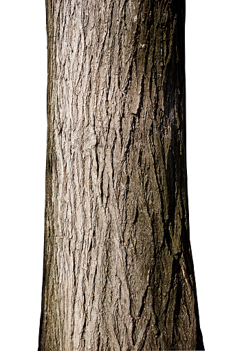 Tree trunk. Photo with clipping path.Similar photographs from my portfolio: