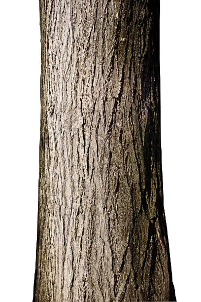 Tree trunk. Photo with clipping path.Similar photographs from my portfolio: