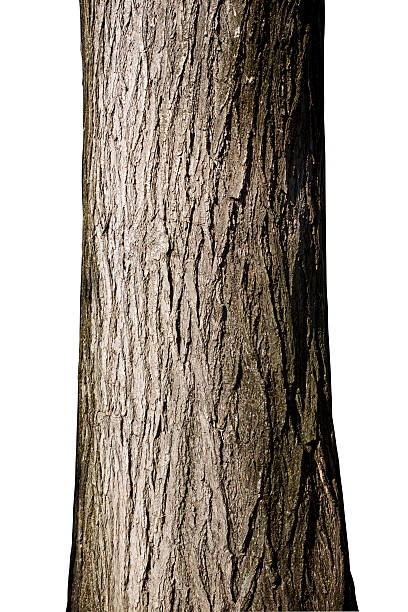 tronco de árvore - tronco - fotografias e filmes do acervo