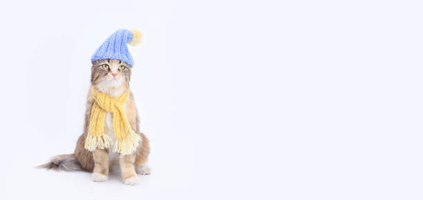 istock Cat in a knitted yellow scarf and a knitted blue hat. 1824989284