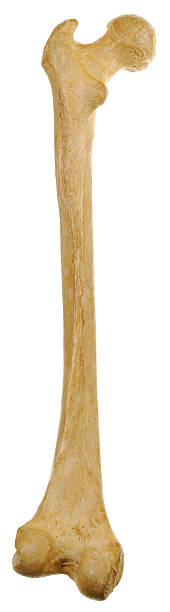 Full Length Human Femur - Posterior View stock photo