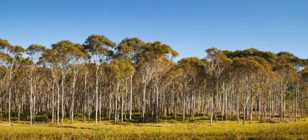 eukalyptus-panorama - homegrown produce environment green forest stock-fotos und bilder