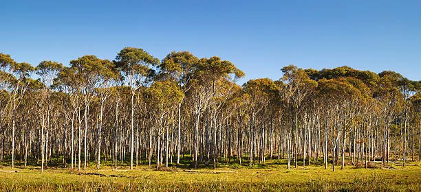 ユーカリのパノラマ - eucalyptus wood ストックフォトと画像