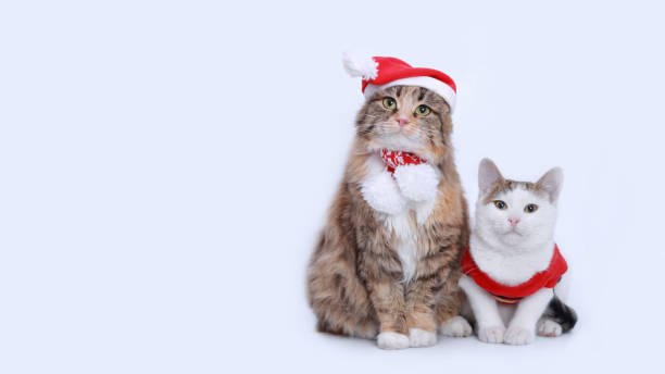 istock Two Cats Santa Claus on a white background. 1824990901