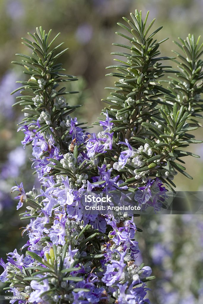 Rosmarin-Pflanzen und Blumen - Lizenzfrei Baumblüte Stock-Foto