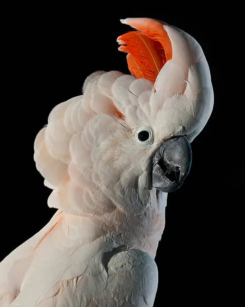 The Salmon-crested Cockatoo or a Moluccan Cockatoo (Cacatua moluccensis) Bird on a black background.