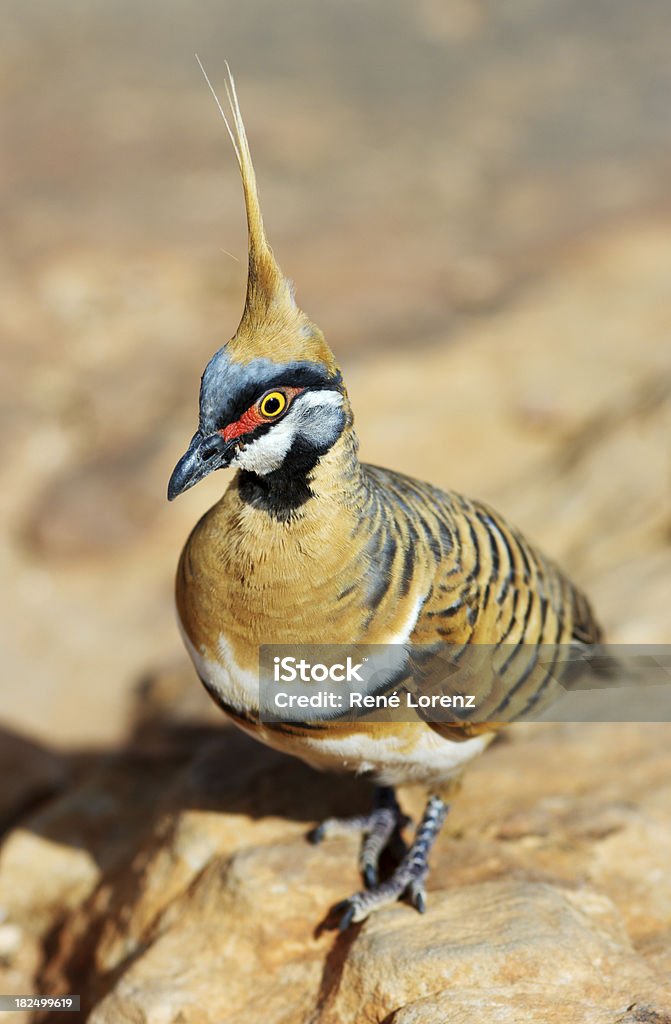 Spinifex Pombo - Royalty-free Austrália Foto de stock