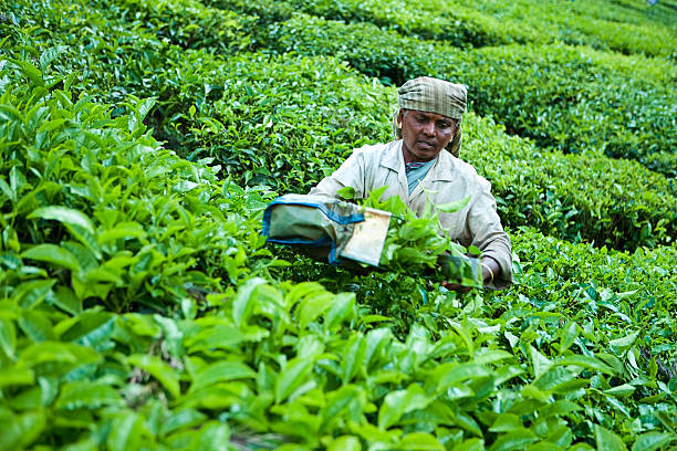 istock Woman harvesting tea leaves 182499670