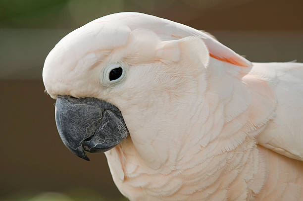 istock Portrait of a cockatoo parrot 182499830
