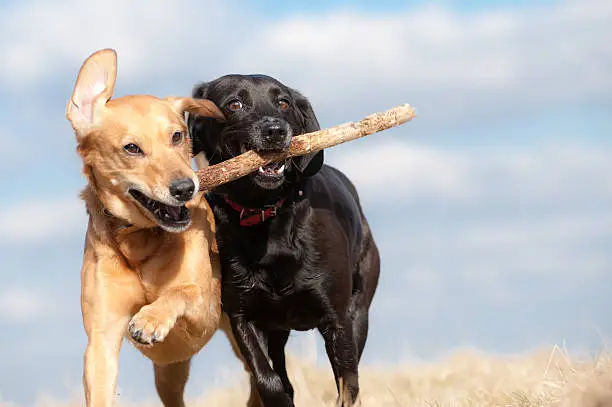 two dogs competing over a stick
