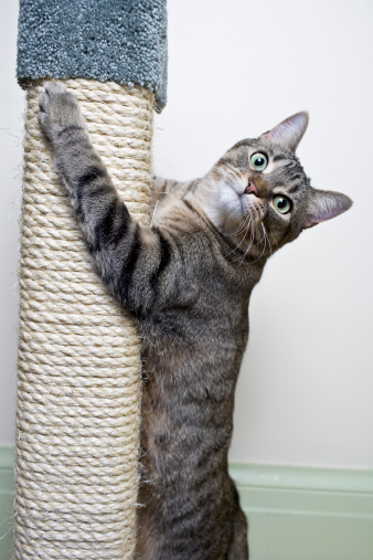 Indoor grey tabby cat hangs on to a scratch post