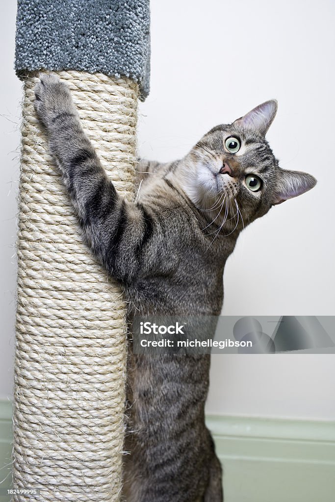 После восхождения на Cat Scratch - Стоковые фото Серебристый цвет роялти-фри