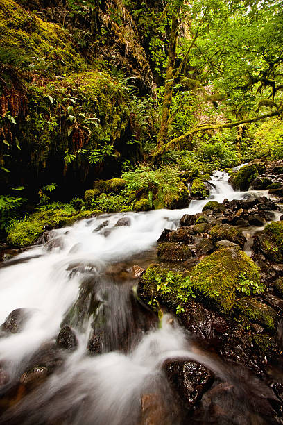 Forest Stream Long Exposure stock photo