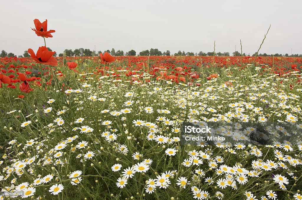 camomiles champ avec COQUELICOT - Photo de Blanc libre de droits