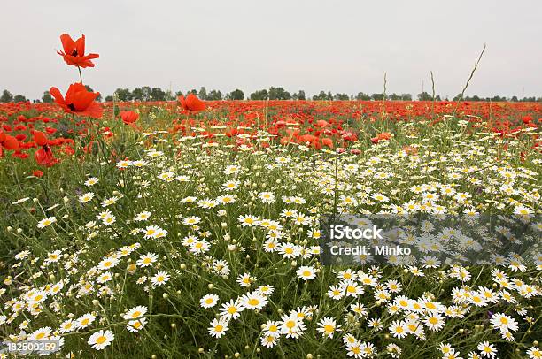 Photo libre de droit de Camomiles Champ Avec Coquelicot banque d'images et plus d'images libres de droit de Blanc - Blanc, Champ, Fleur - Flore