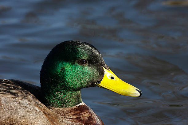 istock Mallard male Anas platyrhynchos glossy green head 182500508