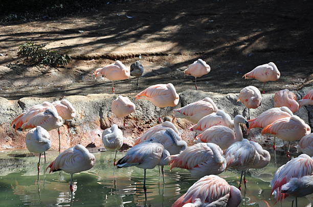 The behavior of flamingos