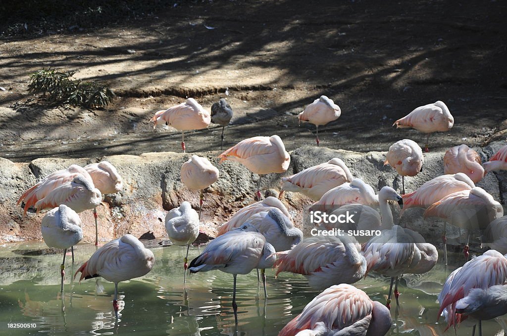 Lots of Flamingo Animal Stock Photo