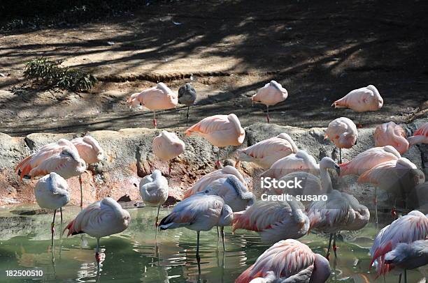 Lots Of Flamingo Stock Photo - Download Image Now - Animal, Animal Wildlife, Bird