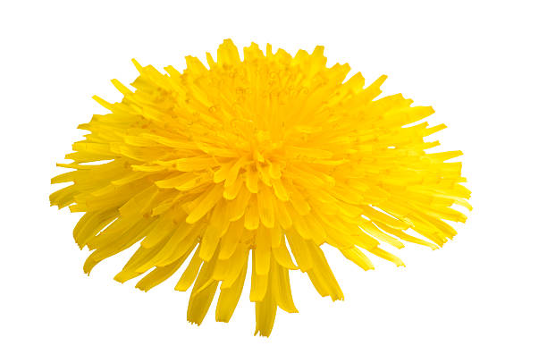 istock Dandelion flower head on white background 182500560